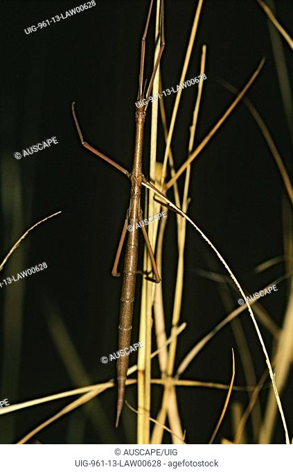 Stick insect, grass-eater, showing extreme adaptation to camouflage, Nocoleche Nature Reserve, far western plains of New South Wales, Australia