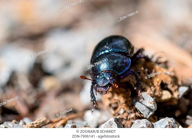 Black dung beetle
