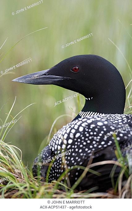 Common loon or Great Northern Loon Gavia immer on a nest