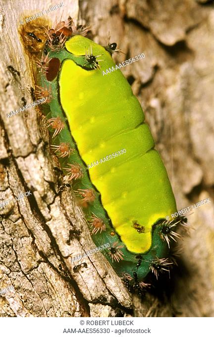 Slug Caterpillar Moth Larva (Limacodidae) w/sting hairs & aposematic color, Belize, CA