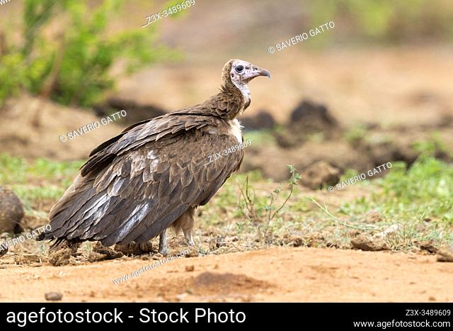 Hooded Vulture (Necrosyrtes monachus), side view of a juvenile standing on the ground, Mpumalanga, South Africa