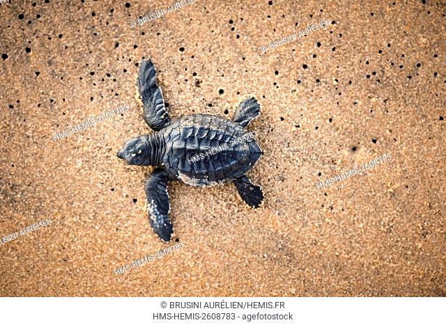 France, Guiana, Cayenne, Remire-Montjoly beach, olive Ridley juvenile turtle (Lepidochelys olivacea) leaving the nest to reach the ocean in the early morning