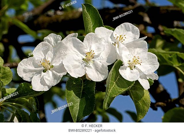 apple tree (Malus domestica), blooming twig, Germany