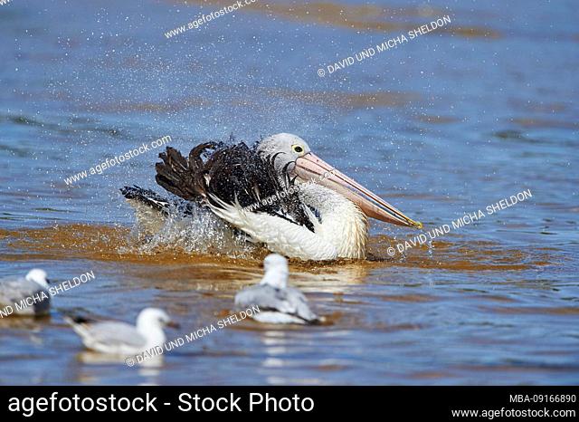 African Pelican (Pelecanus conspicillatus), water, brush, close-up, New South Wales, Australia