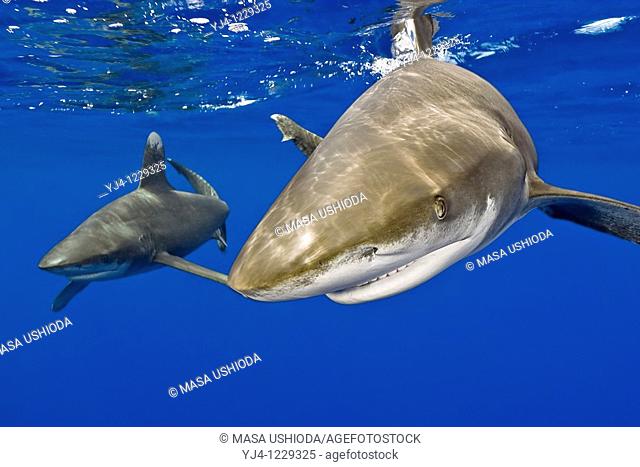 oceanic whitetip sharks, Carcharhinus longimanus, Kona Coast, Big Island, Hawaii, USA, Pacific Ocean