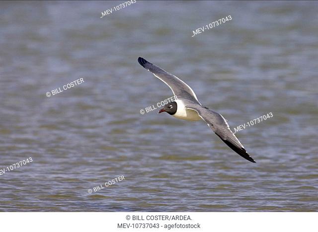 Laughing Gull - in flight (Larus atricilla)