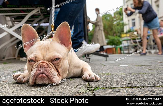 20 August 2021, Bavaria, Munich: The 1 1/2 year old french bulldog ""Poldi"" is lying relaxed on the floor of a street cafe at the Gärtnerplatz and is dozing...