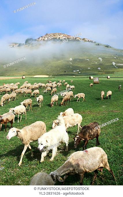 Sheep on the Piano Grande, Gret Plain, of Castelluccio di Norcia, Parco Nazionale dei Monti Sibillini , Apennine Mountains, Umbria, Italy