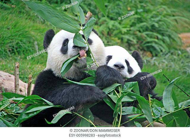 Giant panda bears (Ailuropoda Melanoleuca), China