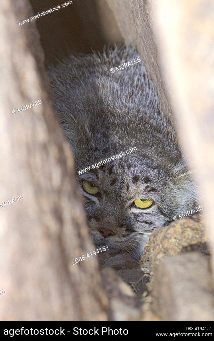 Asia, Mongolia, East Mongolia, Steppe area, Pallas's cat (Otocolobus manul), Female adult, hidden in a rock