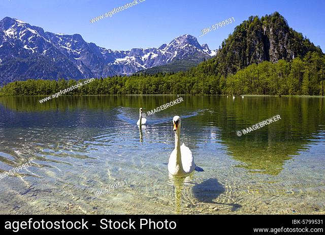Mute swans (Cygnus olor) at the lake, Almsee, Grünau im Almtal, Totes Gebirge, Salzkammergut, Upper Austria, Austria, Europe