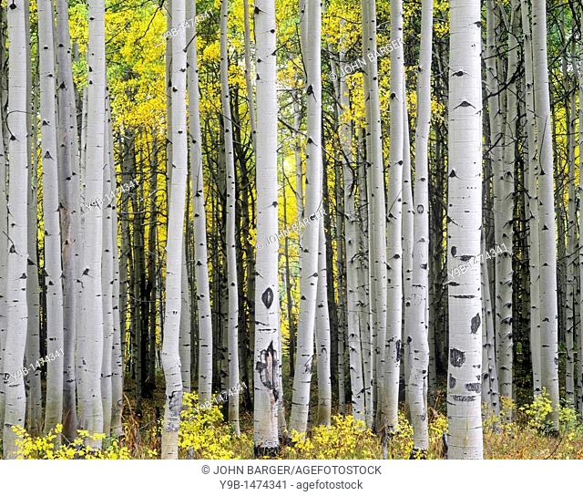 Mature aspen grove displays fall colors, West Elk Mountains, Gunnison National Forest, Colorado, USA
