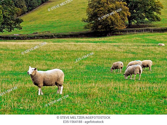 Sheep grazing in a pasture in England's Midlands marked with blue dye males