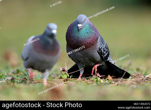 City pigeon (Columba livia forma domestica) courting, Germany