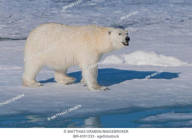 Polar bear (Ursus maritimus) walking on ice, Spitsbergen, Norway