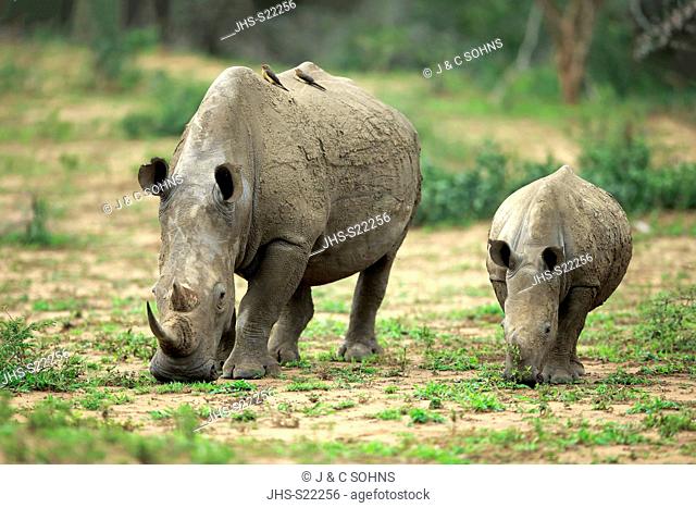 White Rhinoceros, Square-Lipped Rhinoceros, (Ceratotherium simum), adults female with young feeding, searching for food, Hluhluwe Umfolozi Nationalpark
