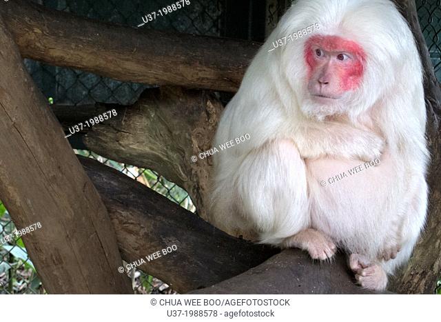 Old albino monkey in Ventiane zoo, Laos