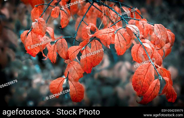 Autumn landscape: large shrub of the spindle tree with bright pink leaves in the autumn forest