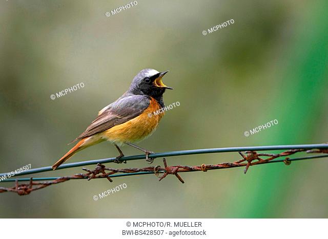 common redstart (Phoenicurus phoenicurus), male singing on a barbwire, singing, Germany