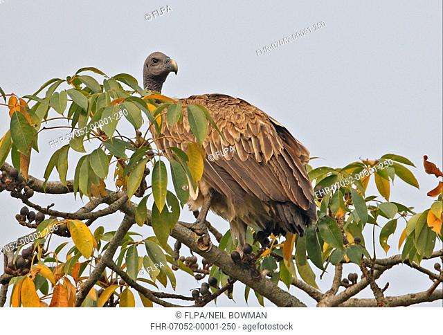 Slender-billed Vulture Gyps tenuirostris adult, perched in treetop, Kaziranga N P , Assam, India, january