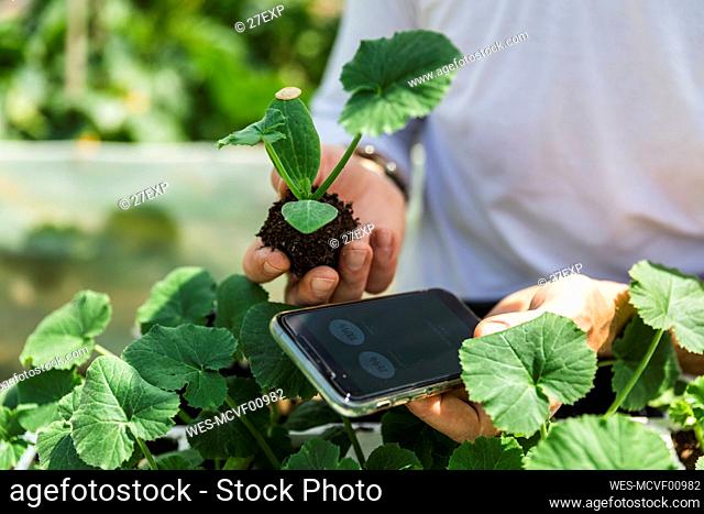 Hands of farmer with smart phone examining zucchini seedlings in greenhouse
