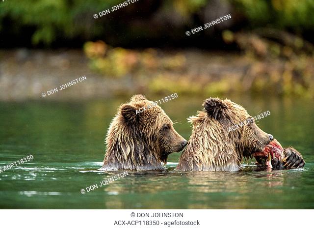 Grizzly bear (Ursus arctos)- Eating sockeye salmon in the Chilko River, Chilcotin Wilderness, BC Interior, Canada