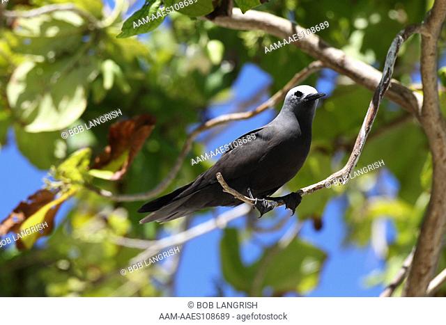 Lesser Noddy, Anous tenuirostris Bird Island, Seychelles