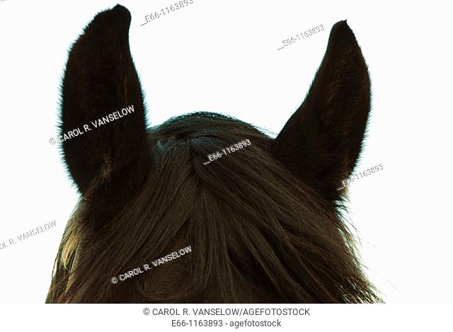 'I'm all ears' - closeup of head of black stallion