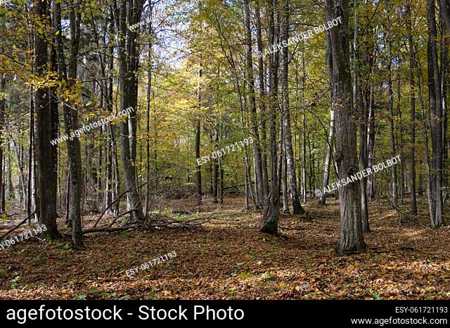 Autumnal deciduous tree stand with hornbeams and maple trees, Bialowieza Forest, Poland, Europe