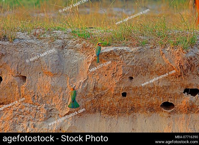 two colourful African bee-eaters in their breeding burrows at the the sandy bluff of the Okavango river, Kavango region, Namibia