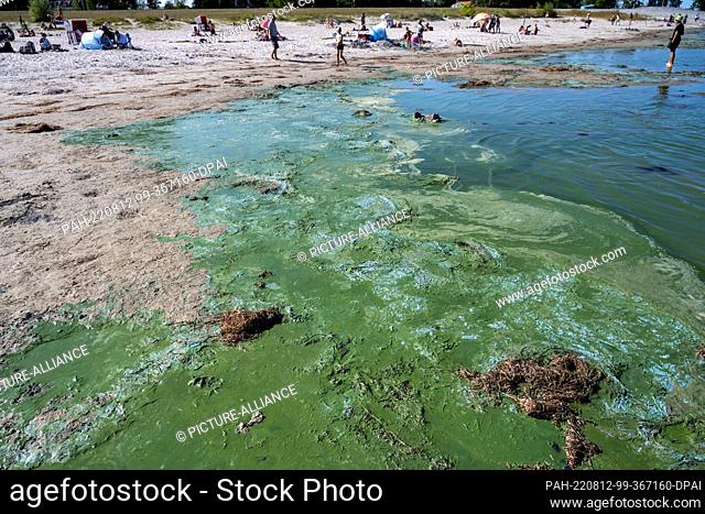 12 August 2022, Mecklenburg-Western Pomerania, Greifswald: A so-called algae carpet floats in the Eldena lido in Greifswald