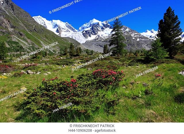 Alps, Alpine rose, alpine rose, mountain, mountain panorama, mountain flowers, mountains, mountain flora, mountain spring, mountain panorama, Bernina, flower