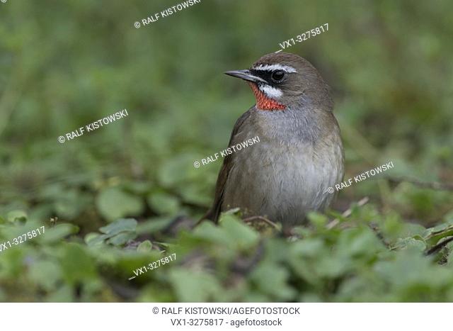 Siberian Rubythroat ( Luscinia calliope ), male bird, extremly rare in Western Europe, first record in Netherlands, frontal view, wildlife