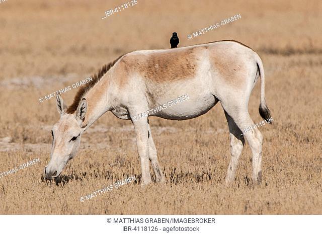 Onager or Asiatic wild ass (Equus hemionus), endangered species, with a black drongo (Dicrurus macrocercus) on its back, Little Rann of Kutch, Gujarat, India