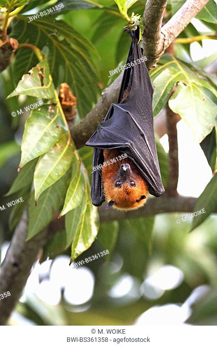 seychelles flying fox, seychelles fruit bat (Pteropus seychellensis), hanging in a tree, Seychelles, Mahe
