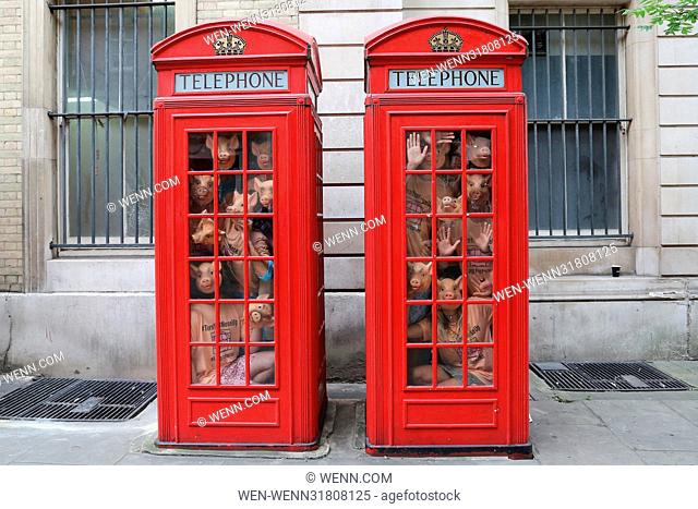 Marchioness of Worcester Tracy Worcester joins campaigners by squeezing into telephone boxes in a new stunt designed to replicate the conditions factory farm...