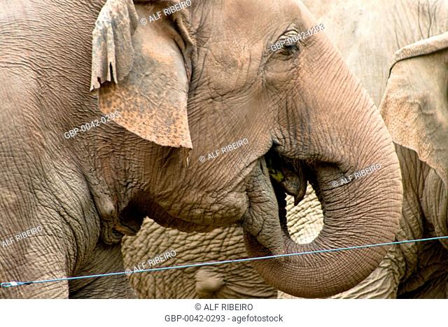 Asian elephant; Elephas Maximus; Zoopark of Itatiba; SP; Sao Paulo; Brazil