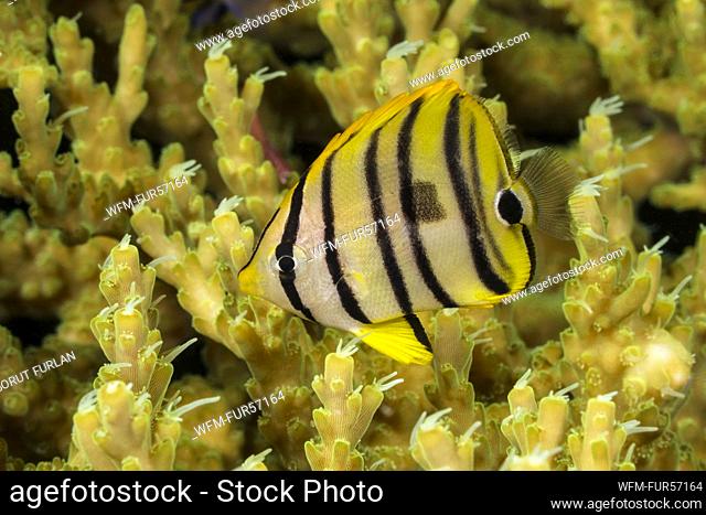 Juvenile Eightband Butterflyfish, Chaetodon octofasciatus, Raja Ampat, Indonesia