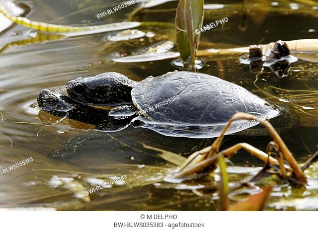 European pond terrapin, European pond turtle, European pond tortoise Emys orbicularis, mating, Germany