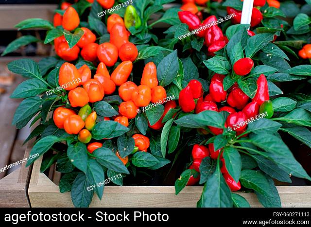 Capsicum annuum, a small shrub in a flower pot. Capsicum with orange and red fruits, a set of vegetable plants in a wooden box. Garden decoration