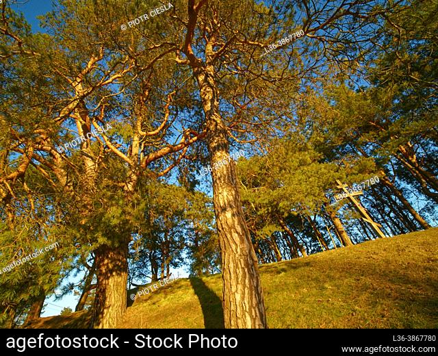 Poland. Orthodox cross in a pine wood