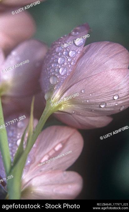 Close up of Schizostylis coccinea, Kaffir Lily