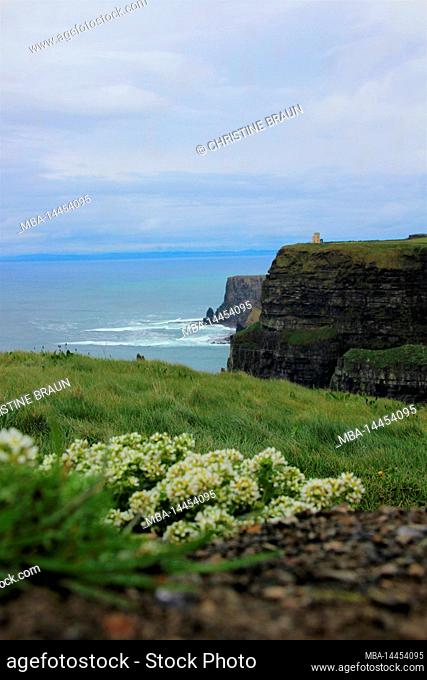 Cliffs of Moher in Ireland: view to the north with O'Brien's Tower, flowers in the foreground