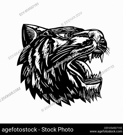 Scratchboard style illustration of a tiger head growling viewed from side black and white done on scraperboard on isolated background