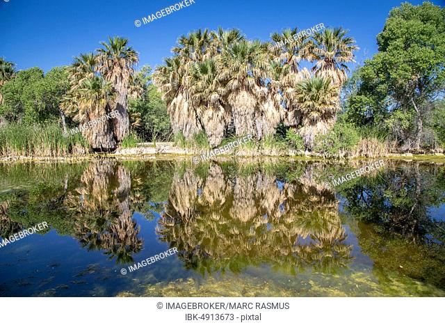 Riverbank vegetation, fan palms reflected in the water of the oasis, Agua Caliente Park, Tucson, Arizona, USA, North America