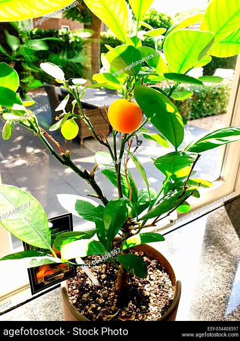 Potted orange plant near a window in a home, healthy fruit close-up