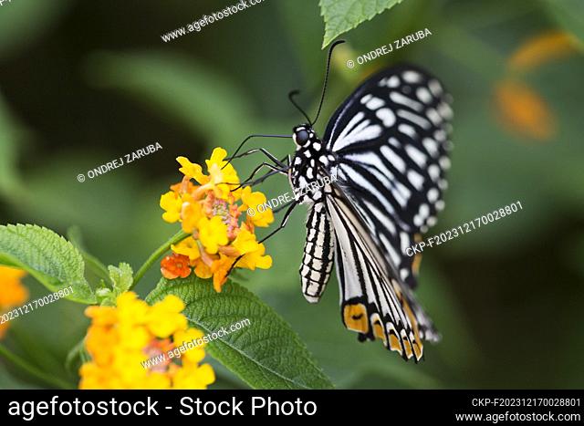 Papilio clytia, common mime in tropical forest (CTK Photo/Ondrej Zaruba)