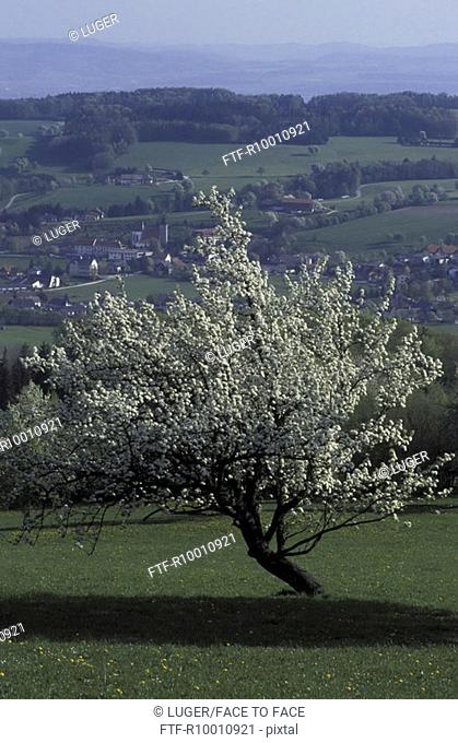 Blooming tree on a grassland on the outskirts