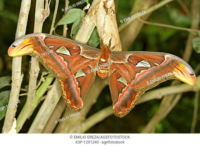 Giant Atlas moth Attacus atlas