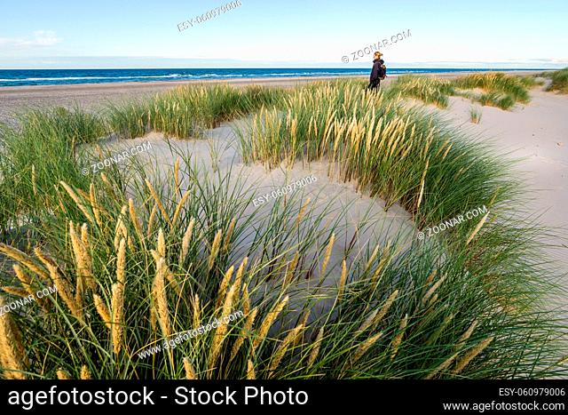 Young woman hiking in coastal dune grass at beach of North Sea. Skagerrak, Skagen, Denmark
